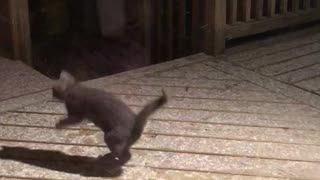 Kitten catches snowflakes during first snowfall experience
