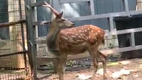 Wary Sika Deer