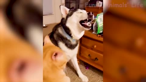 Best Funny Animal Videos 2022 - Funniest Cats And Dogs Videos