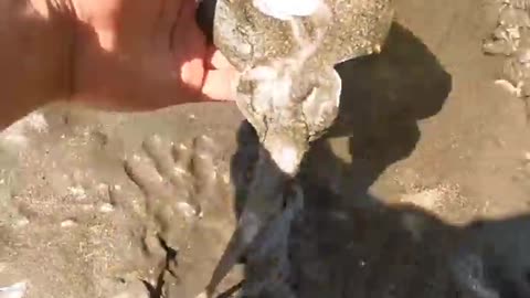 A happy ending -watch the inspiring rescue of these stingray fish 🐠🐟