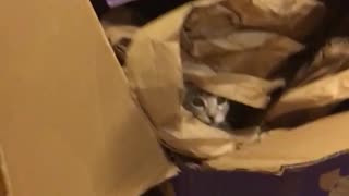 Cat comes out of brown box