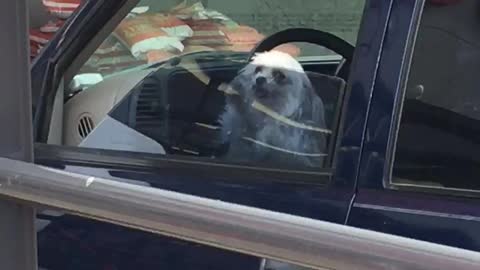 Tiny dog in car furiously paws at window
