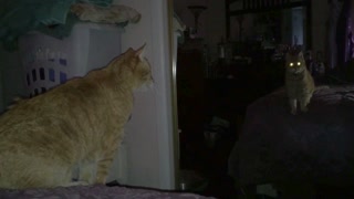 Creepy Cat Meows And Hisses At Self In Mirror