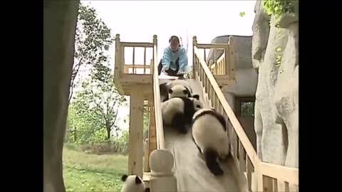 Panda cubs playing on the slide