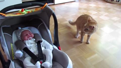 CATS Meeting New Born Babies for the FIRST Time [NEW] Compilation