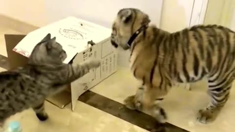 Cats all time on fire 🔥 see how fight other animals