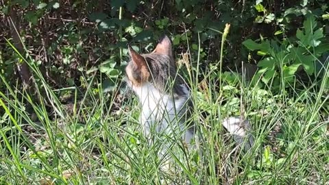 Cute cat resting in the yard.