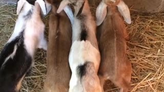 Cabras bebé mueven las colitas mientras beben su leche