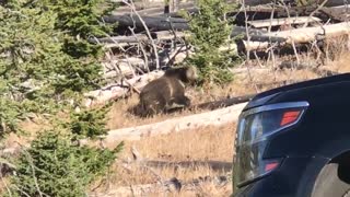 2019.10.16 Grizzly at Yellowstone National Park