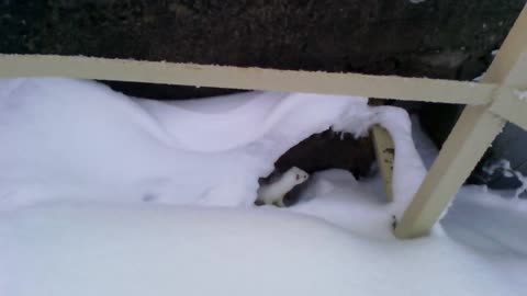 Inquisitive ermine