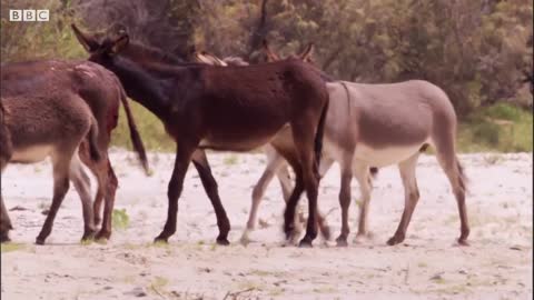 Young Lions Mercilessly Attack Donkey Herd | Natural World: Desert Lions | BBC Earth