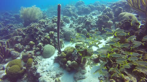 Eel eating a Lionfish