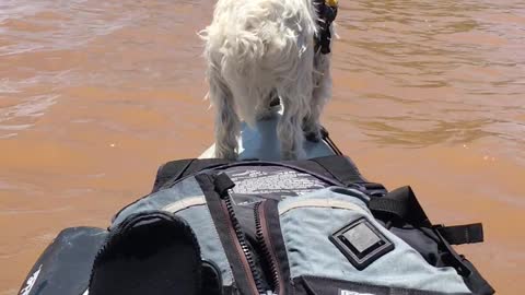 Dog Kayak