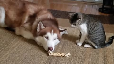 Cat pesters big dog until it gets the final warning ≧◉◡◉≦