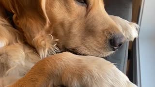 Golden Retriever Loves Staring Out Living Room Window