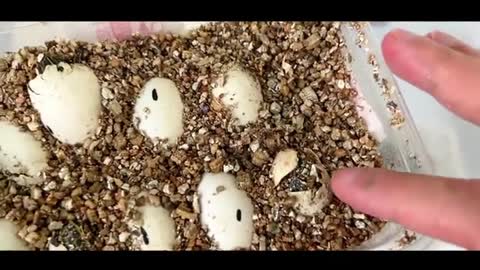 Newly hatched yellow-eared turtle