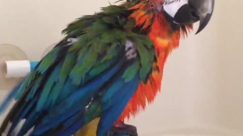 Wet Parrot Sings And Dances His Way Through A Shower