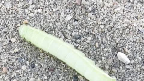 Tricky Beautiful Green worm