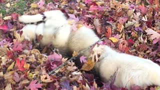 Husky puppy plays in her first ever pile of leaves