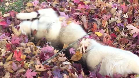 Husky puppy plays in her first ever pile of leaves