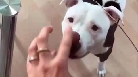 funny 🤣Dog video🐶