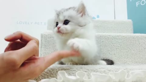 small munchkin cat (short leg lovely cat)