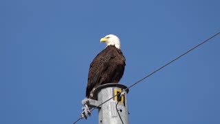 Eagle With an Itch