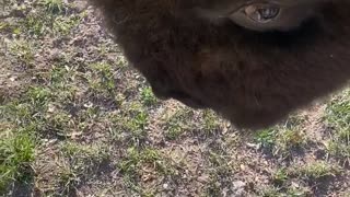 Bison Headbutt Knock Down