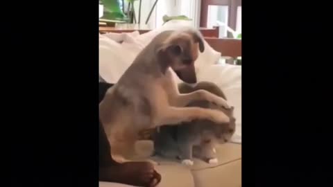 Funny Animals Compilation For Better Mood #4 🙆‍♂️😂