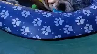 This Bulldog loves the pool to cool off