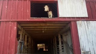 Rose The Climbing Calf