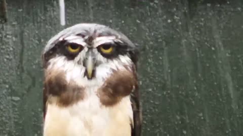 The wet owls are very funny