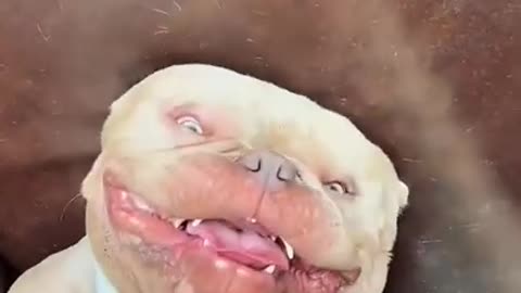 Pitbull Dog Laugh
