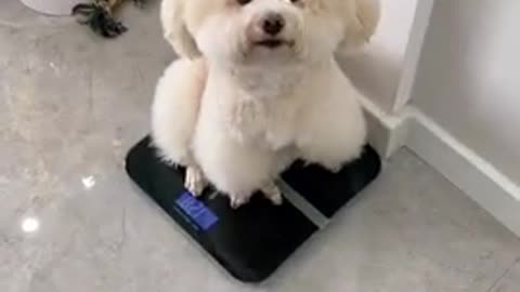 Best cute maltese dog compilation __ Cute Baby Dog-Chines-Tiktok Funny Videos