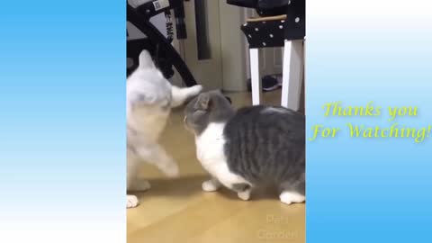 Cute cat - cat very funny Kiss video.