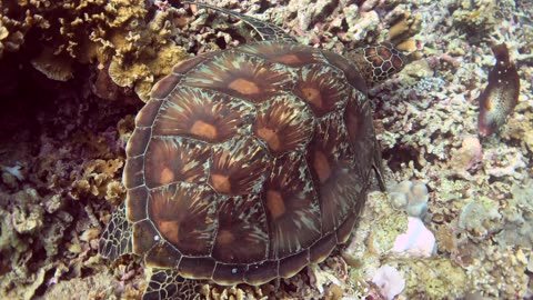 This marine sanctuary is full of green sea turtles