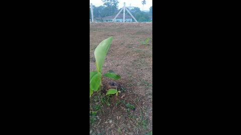 The Banana Trees