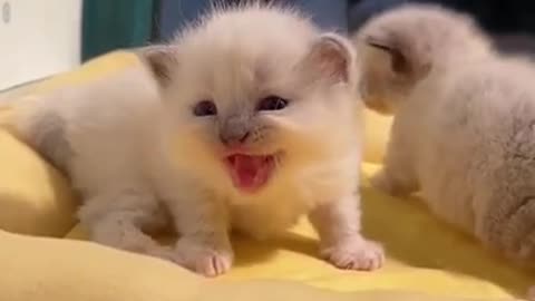 Cutest Baby Animals #8