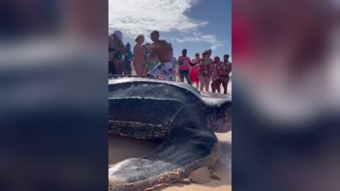 Massive Sea Turtle!🐢