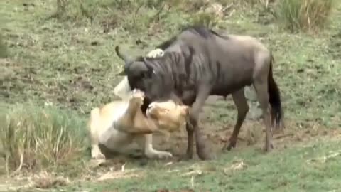 A lion captured a wildebeest, accident happened next second