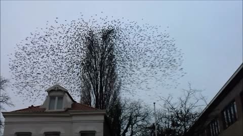 Group of Birds Fly Simultaneously Away