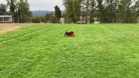Staffordshire bull terrier pushing her ball