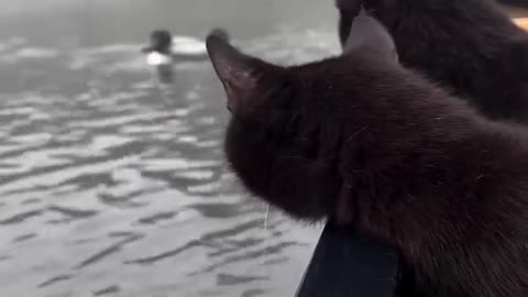 Two Black Cats Watch Two Ducks Swim Ashore
