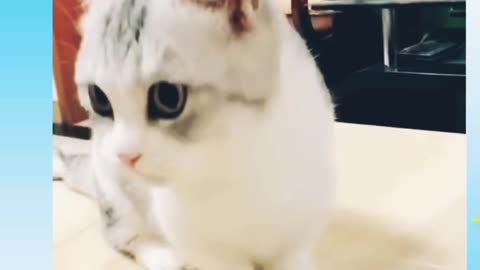 OMG So Cute ♥ Best Funny Cat Videos