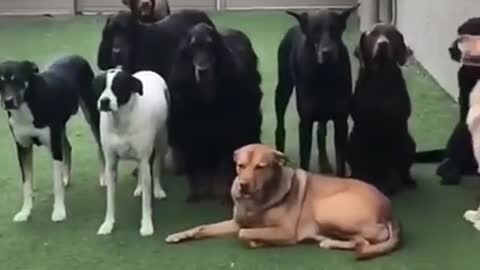 Dog bathing funny video