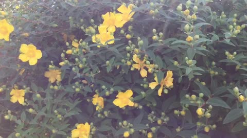 Yellow flowers in summer