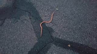 Bright Orange Western Ground Snake(Sonora Semiannulata) Gilbert, AZ