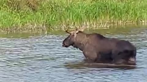 Põder (Alces alces; Elk)... Eesti elurikkus