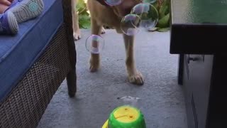 Dog enjoys bubble machine