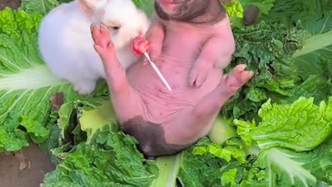 The little rabbit sneakily ate the piglet's lollipop.